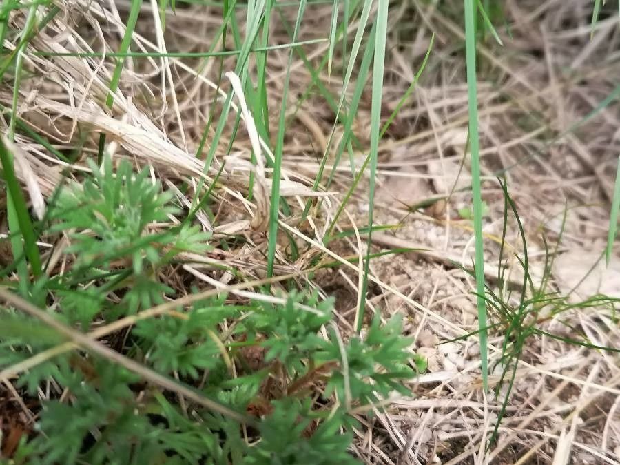 Saxifraga pubescens — search result for 'Saxifraga'