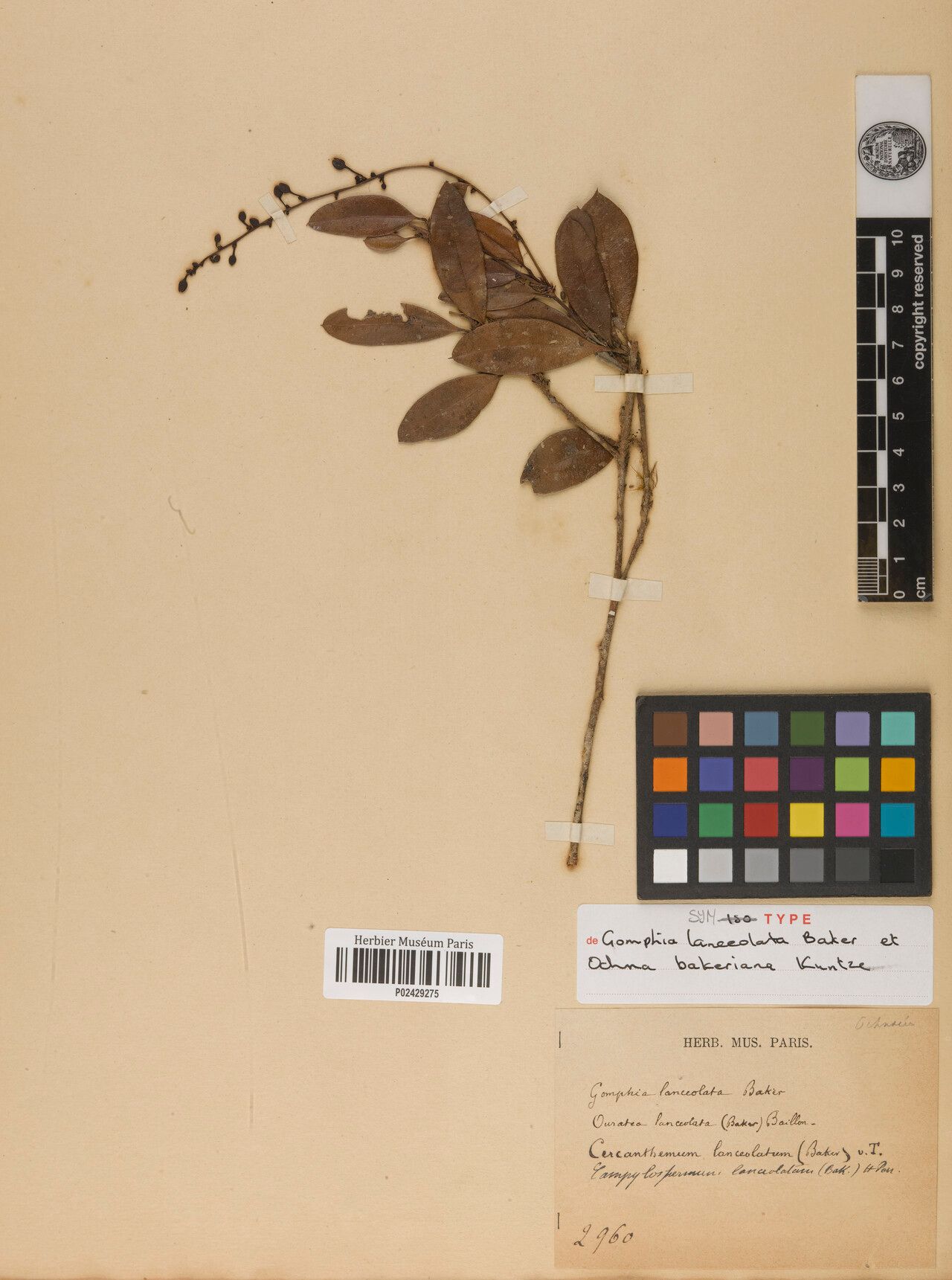 Ochna bakeriana — houseplant care guide