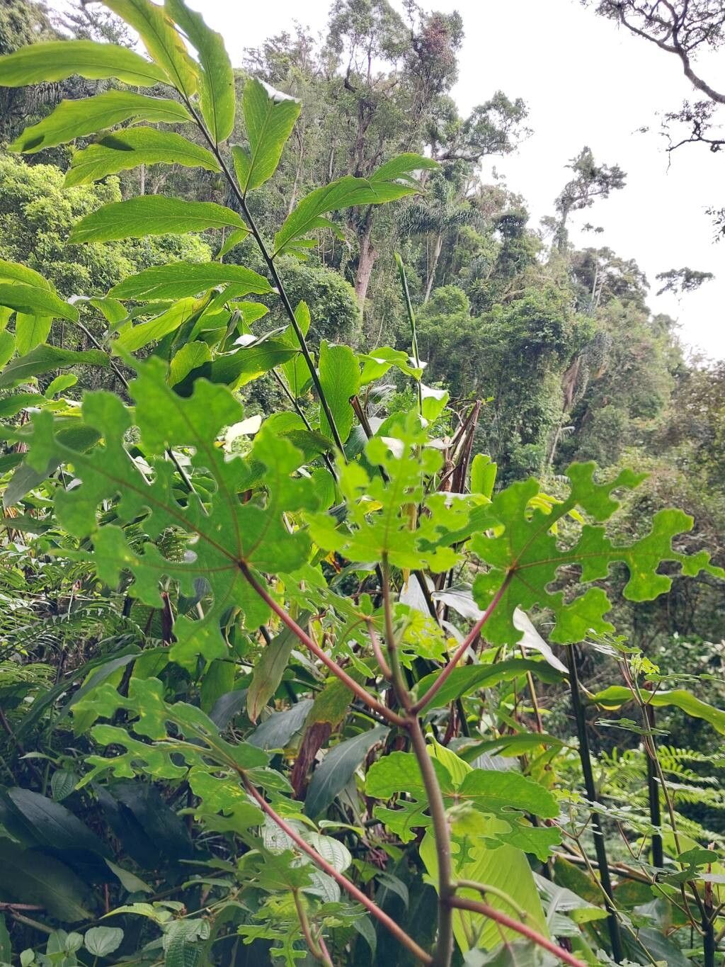 Ficus pachyclada — houseplant care guide