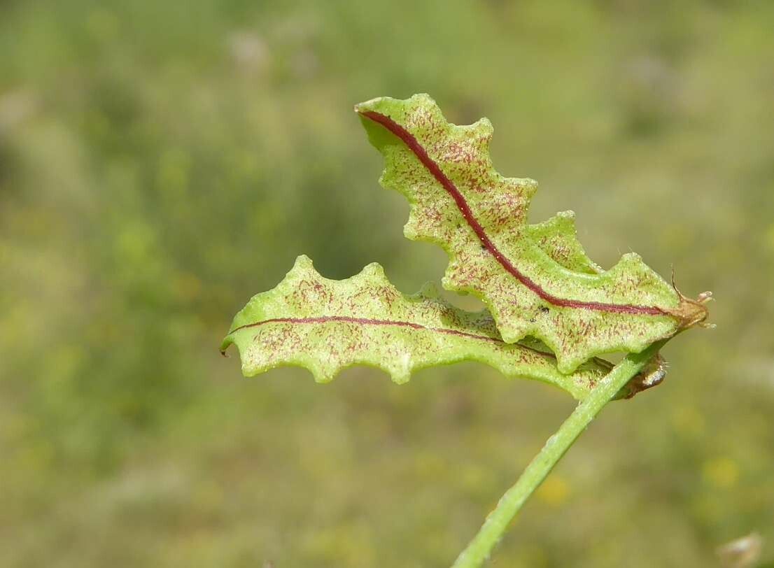 Astragalus pelecinus fruit
