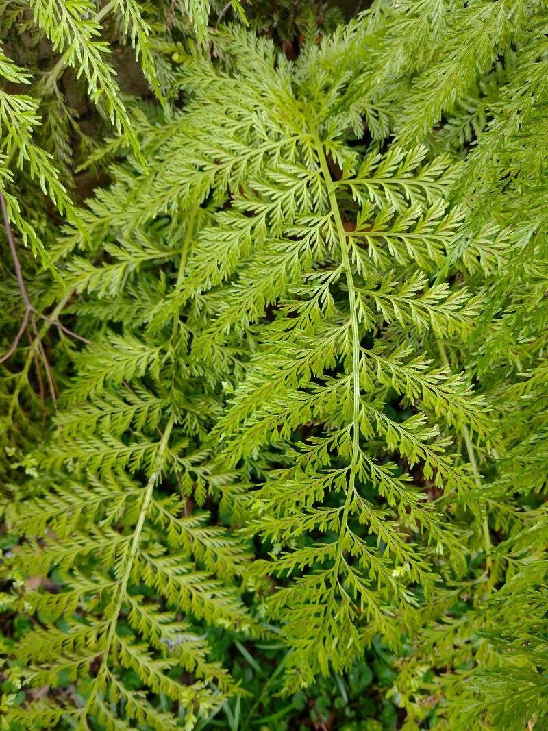 Asplenium bulbiferum leaf