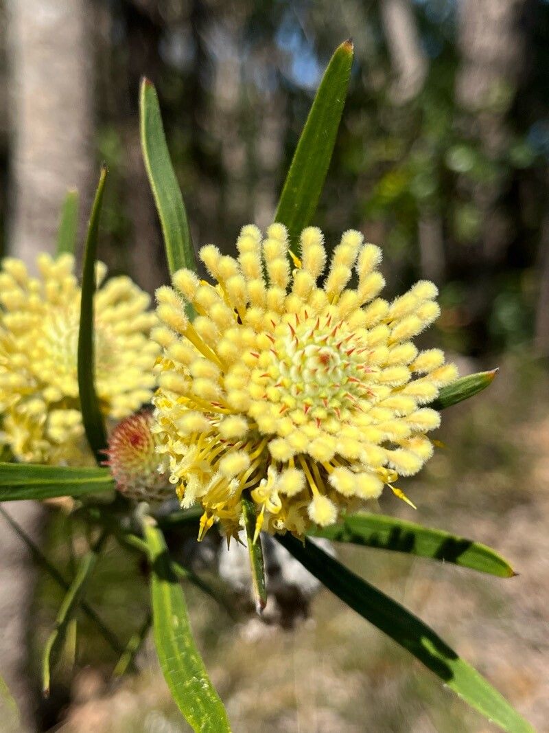 Isopogon sphaerocephalus — houseplant care guide