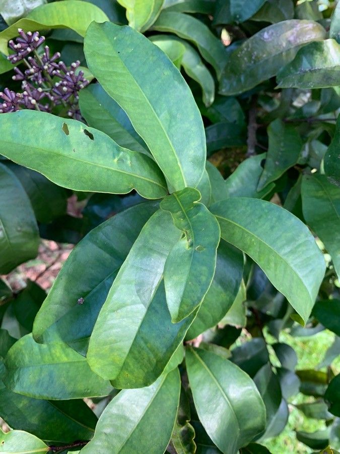 Syzygium multipetalum — houseplant care guide