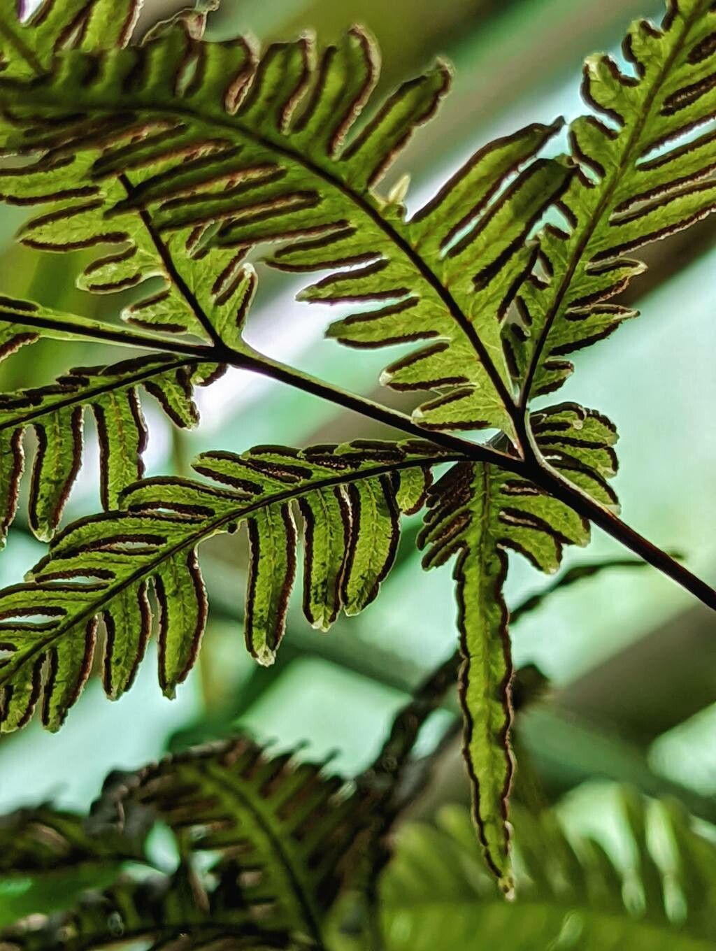 Pteris grevilleana fruit