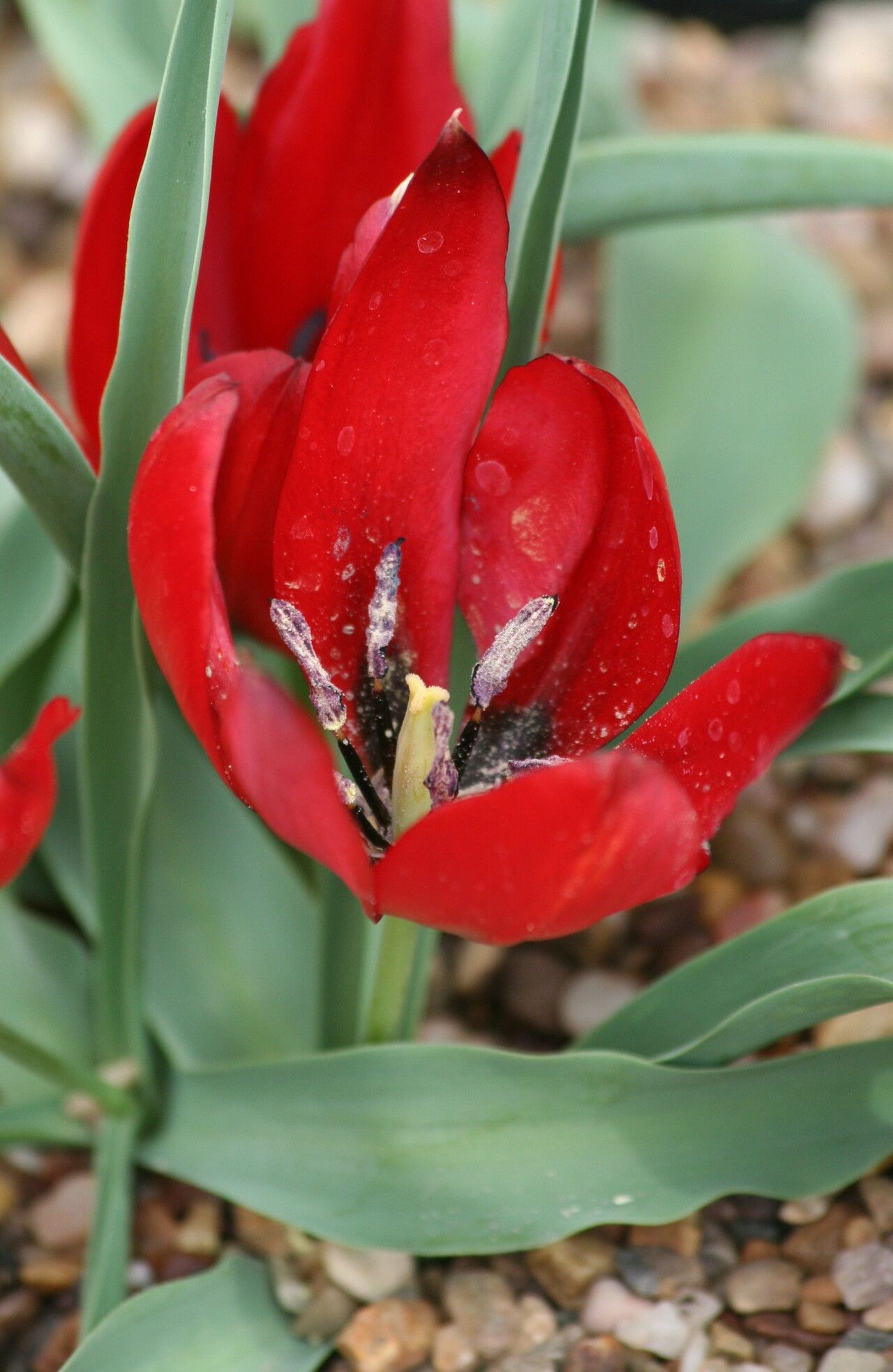 Tulipa undulatifolia flower