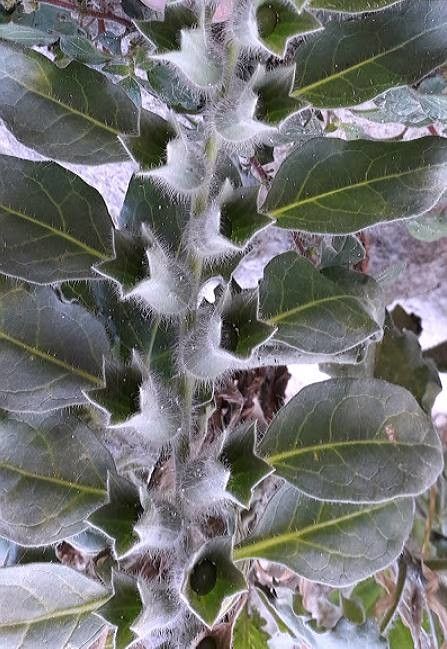 Hyoscyamus albus leaf