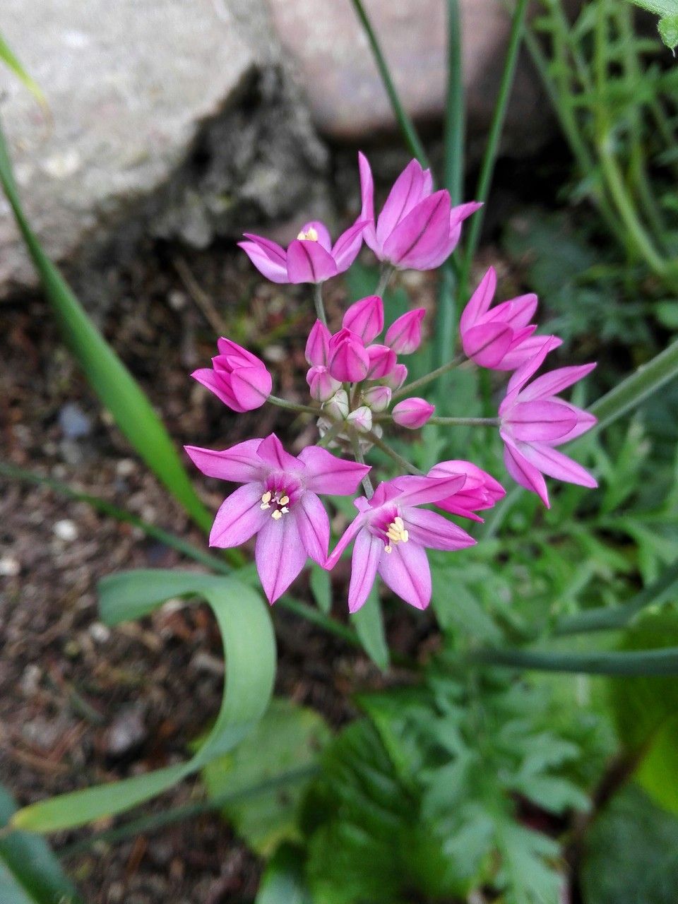 Allium narcissiflorum flower