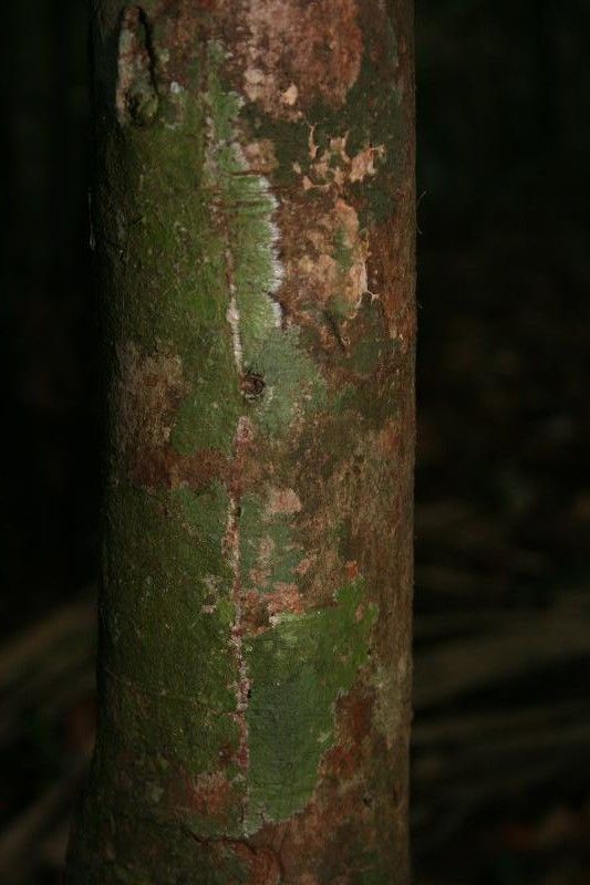 Eugenia tapacumensis bark