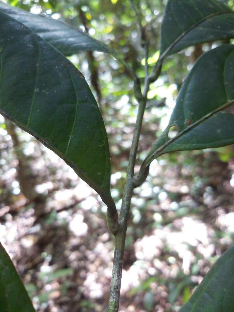 Talisia macrophylla leaf