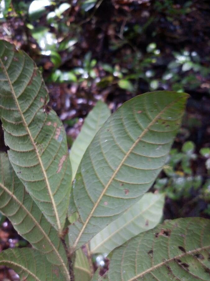 Cupania scrobiculata — houseplant care guide