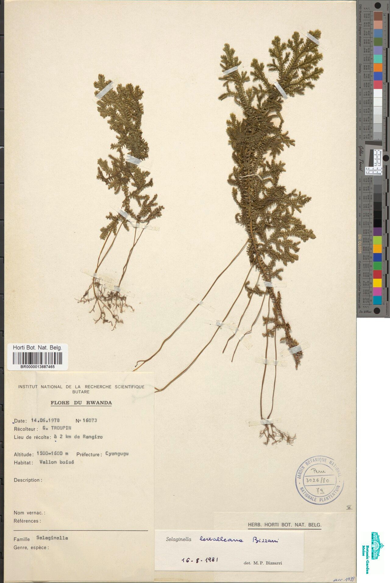 Selaginella lewalleana — houseplant care guide