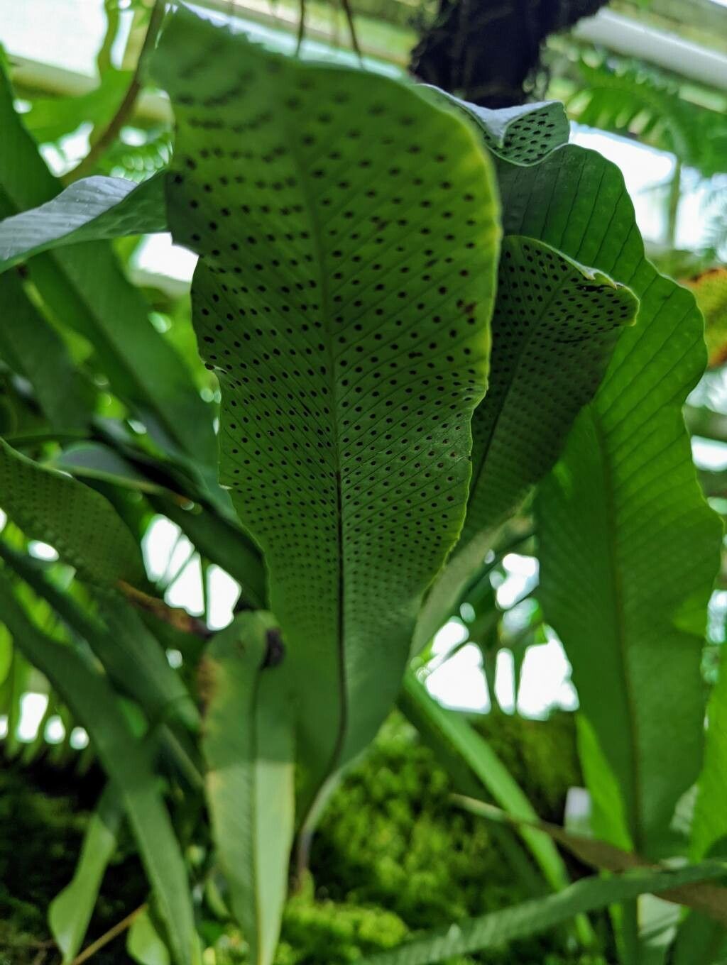 Niphidium crassifolium fruit