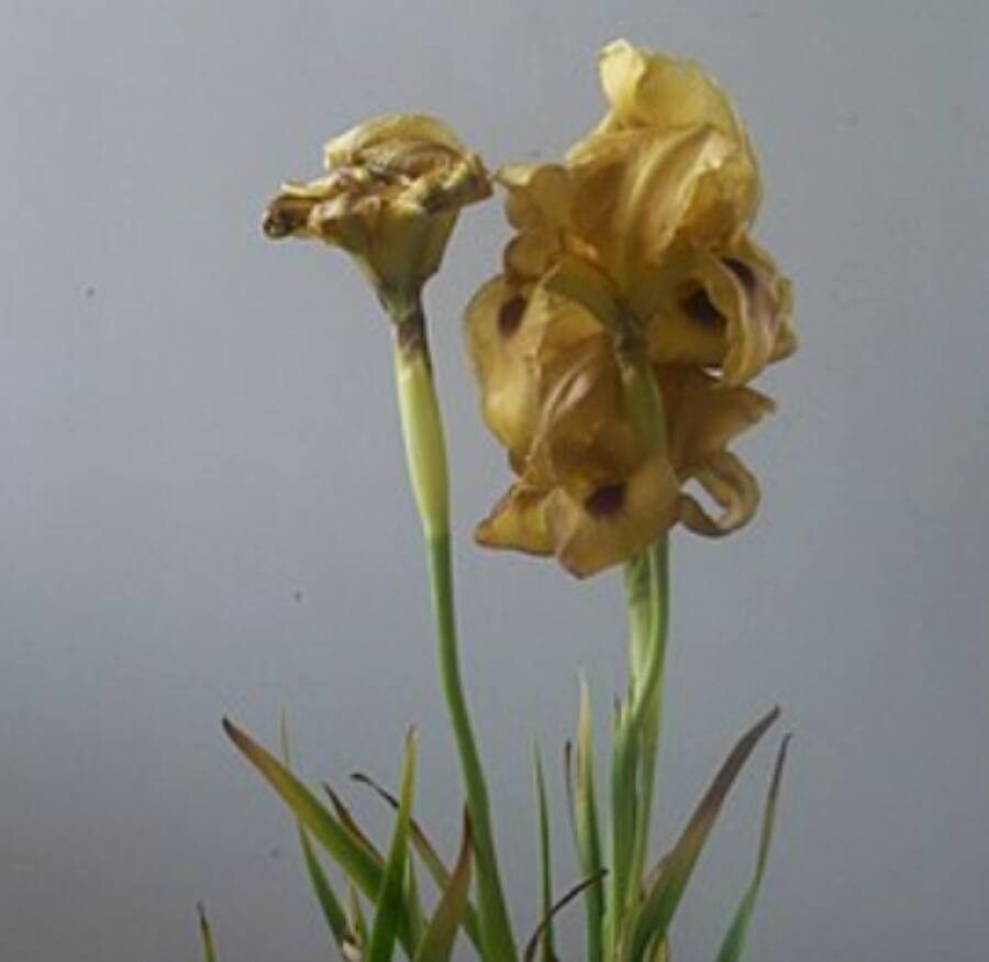 Iris auranitica — search result for 'Syria'