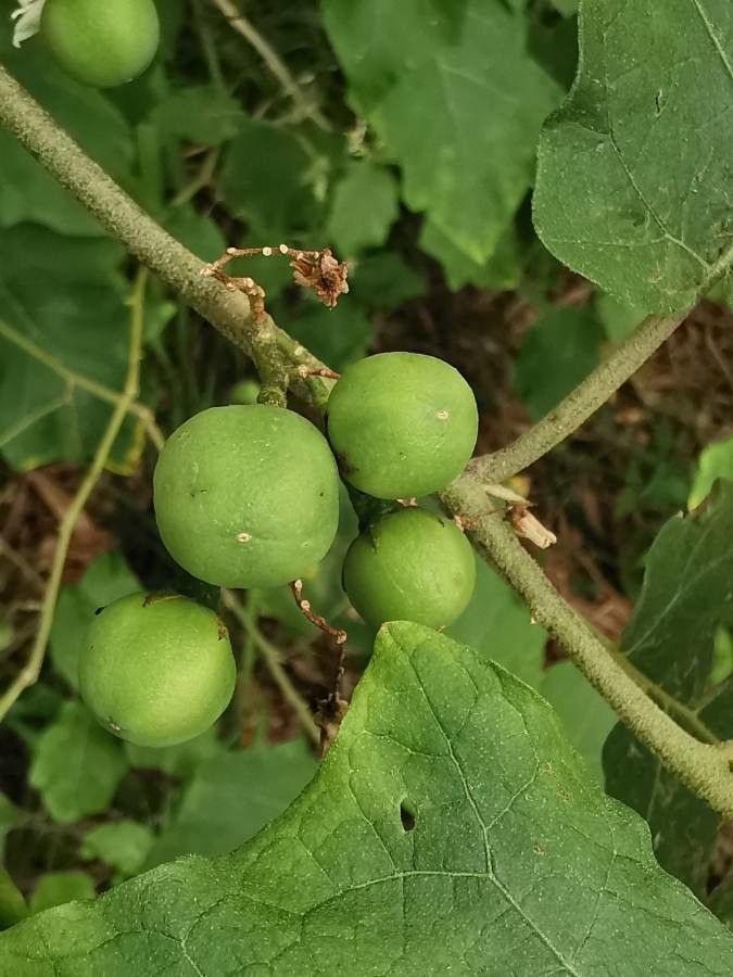 Solanum trilobatum fruit