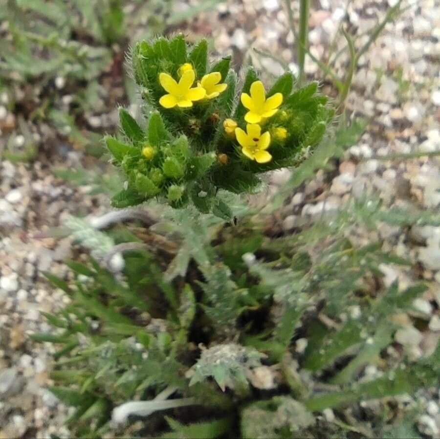 Neatostema apulum flower