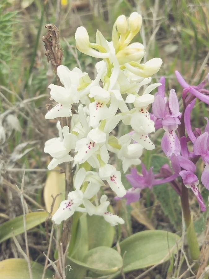 Orchis laeta flower