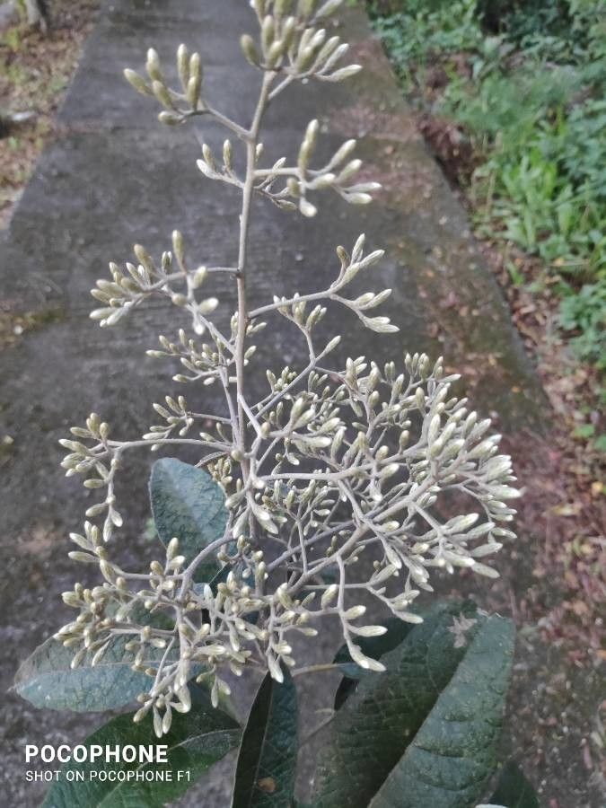 Vernonanthura discolor flower
