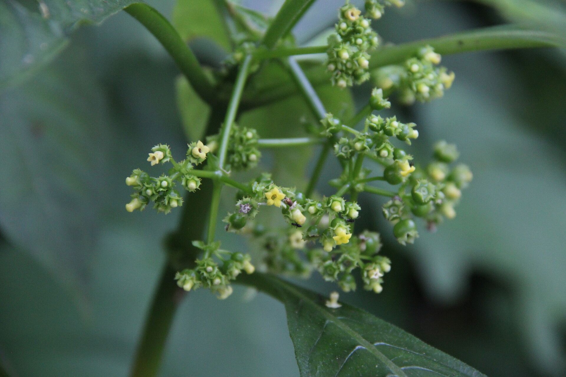 Psychotria leucocarpa flower