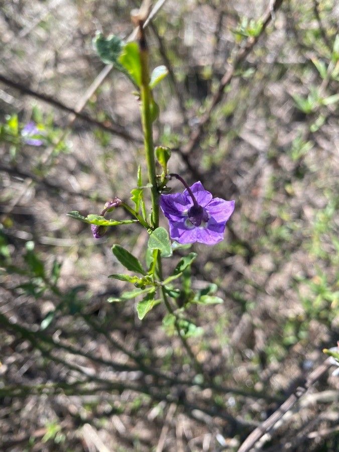 Solanum parishii flower