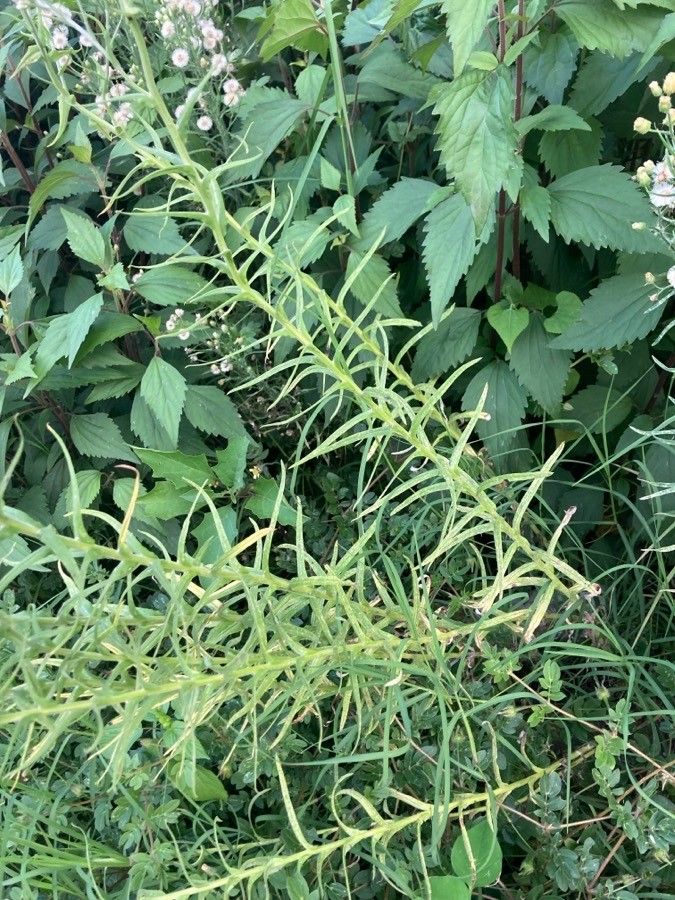 Pseudognaphalium viscosum leaf