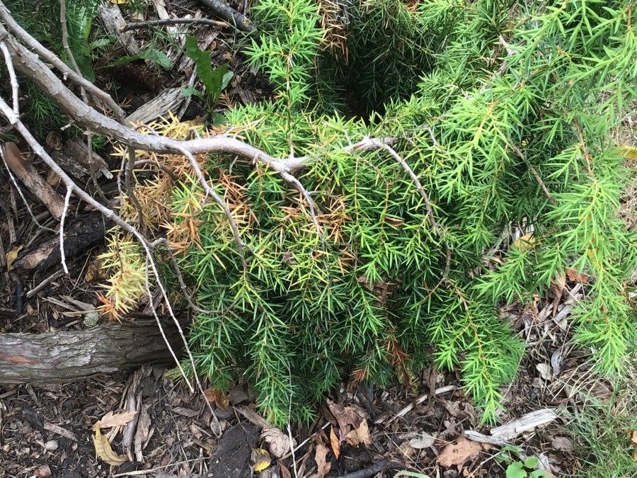 Juniperus formosana — search result for 'Cupressaceae'