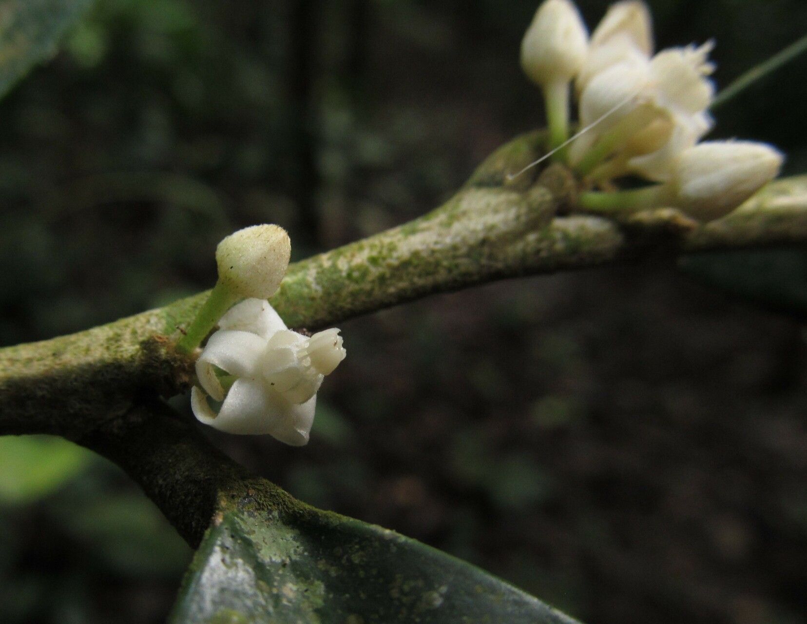 Octolepis casearia — houseplant care guide