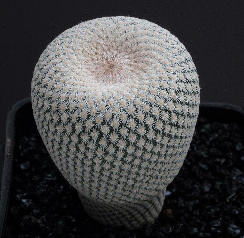 Epithelantha bokei habit