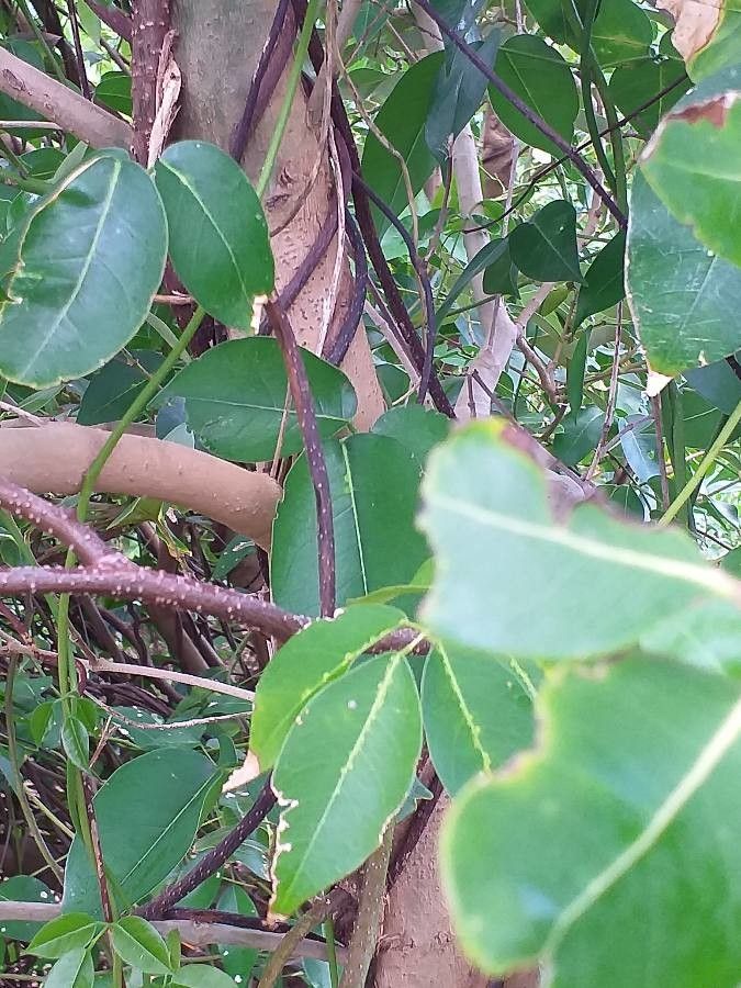 Sonneratia alba — search result for 'Lythraceae'