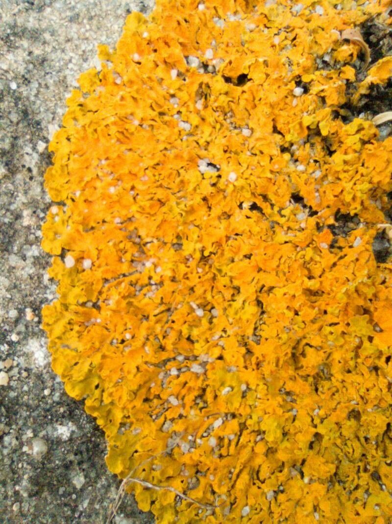 Elatine macropoda — related species from the same genus