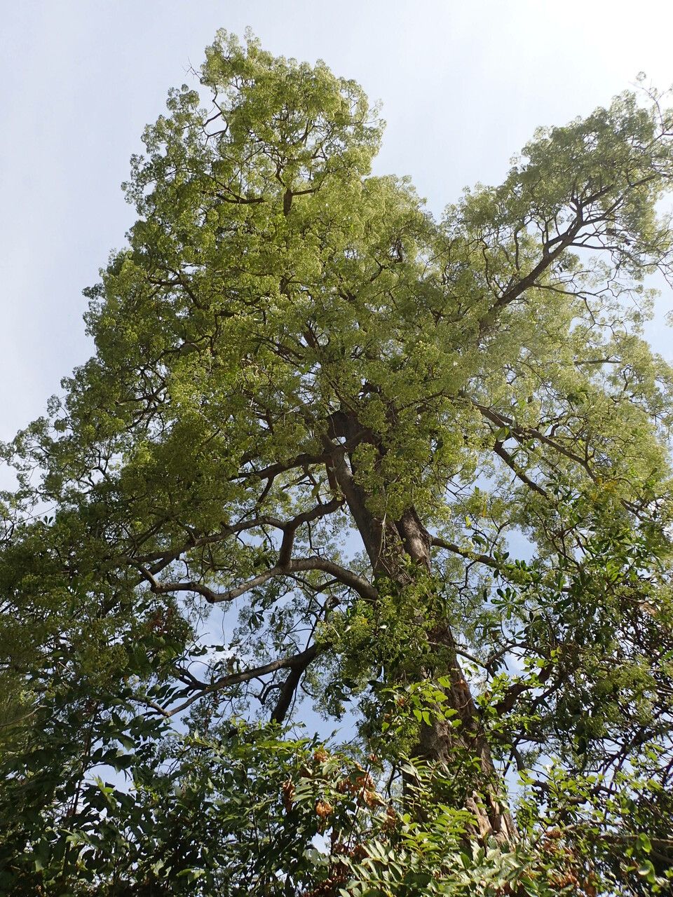 Alstonia boonei habit