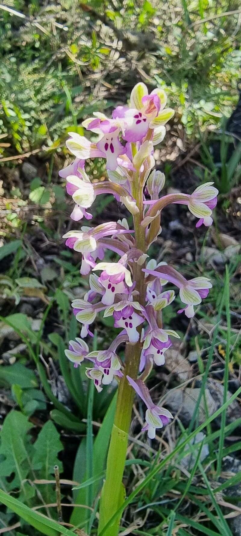 Anacamptis israelitica — search result for 'Anacamptis'