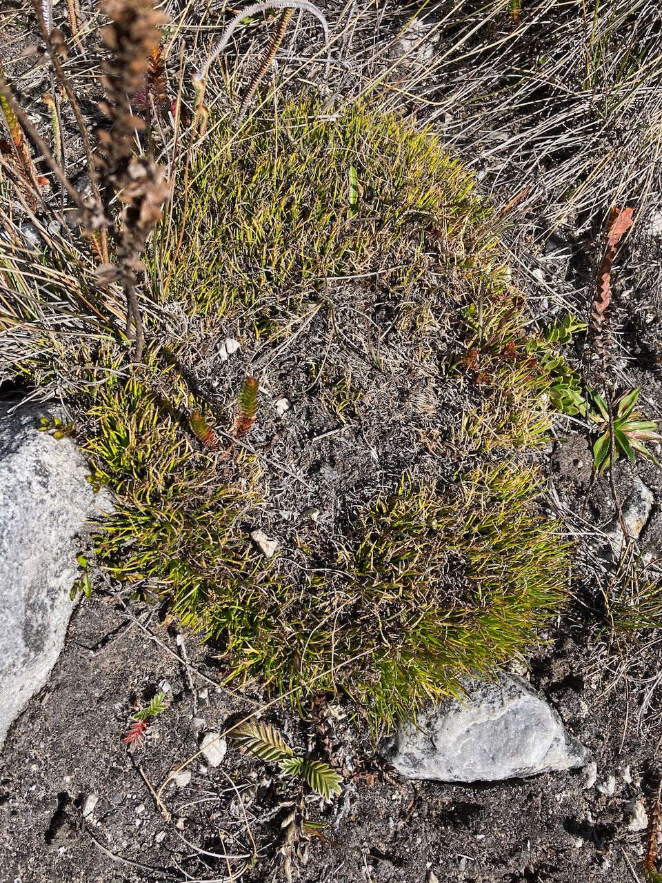 Oreobolus obtusangulus habit