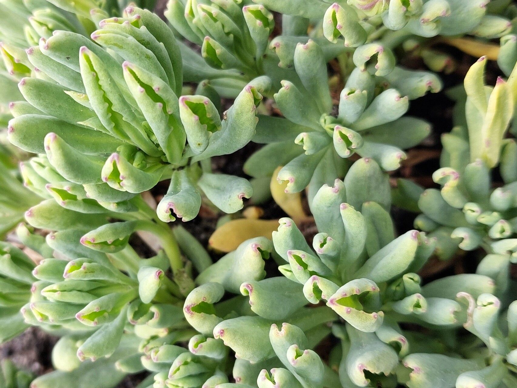 Senecio bipontinii — houseplant care guide