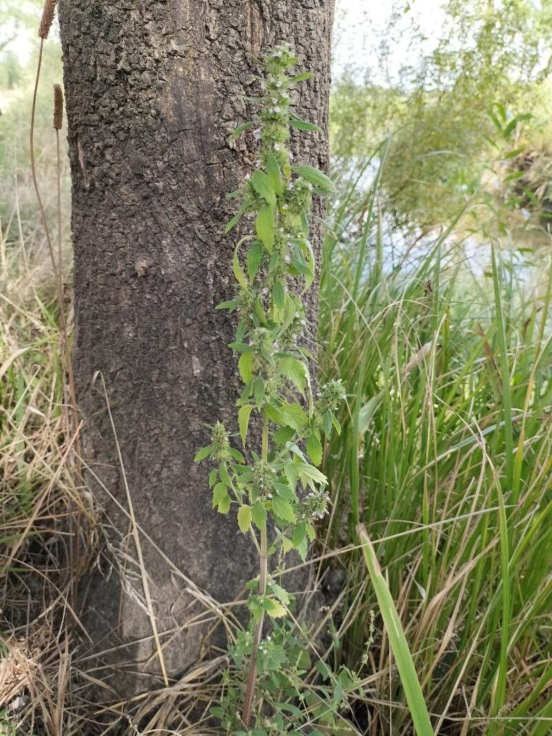 Chaiturus marrubiastrum habit