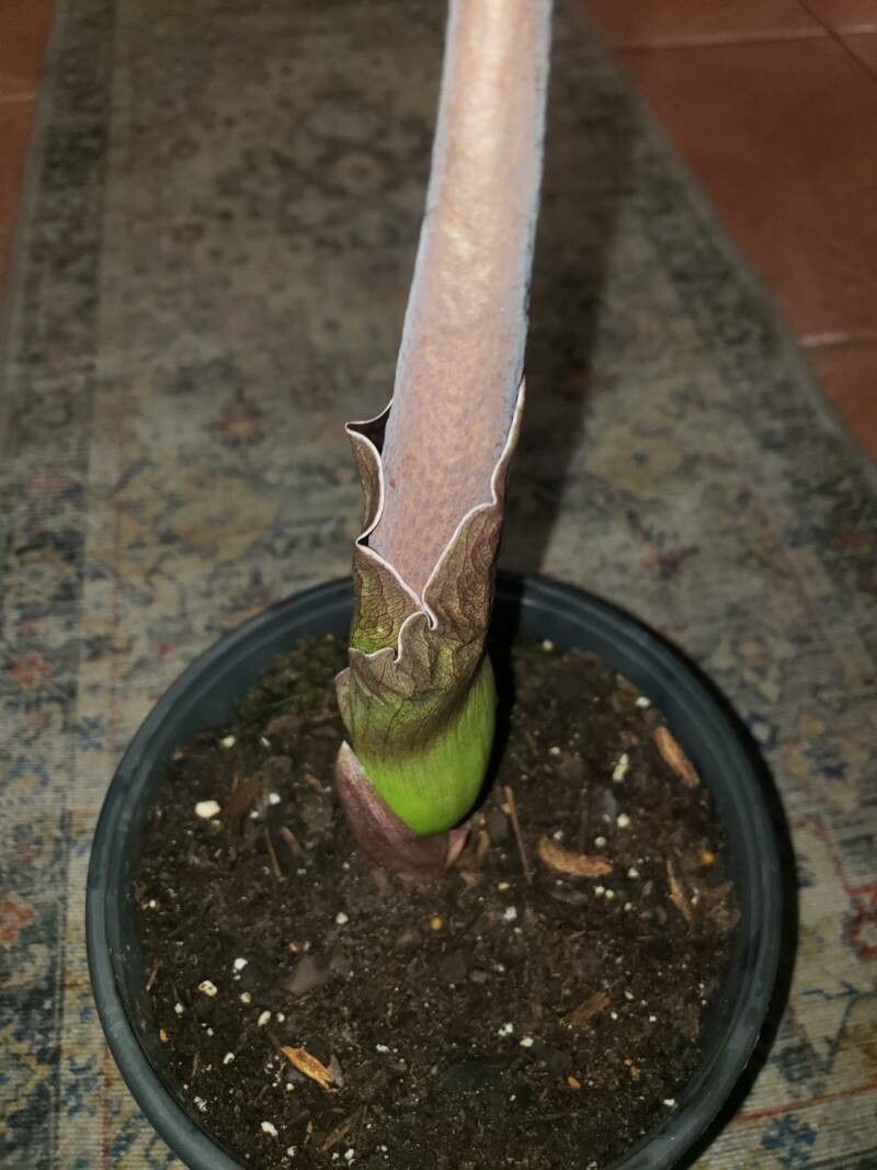 Amorphophallus henryi flower