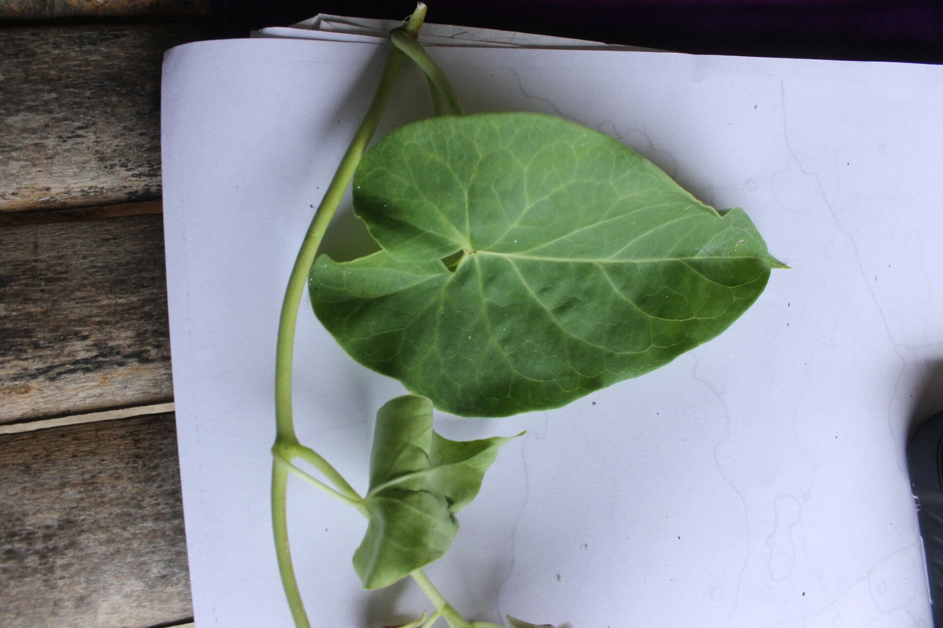 Cynanchum montevidense leaf