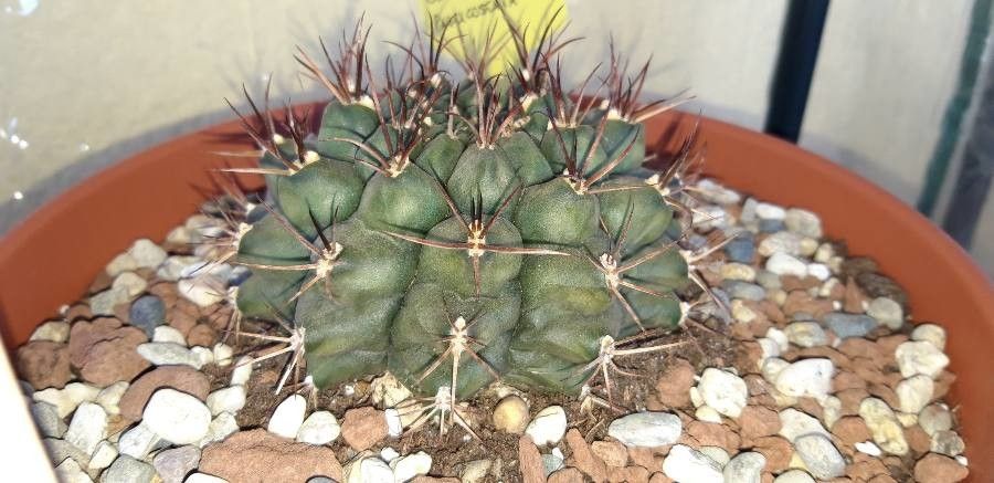 Eriosyce paucicostata leaf