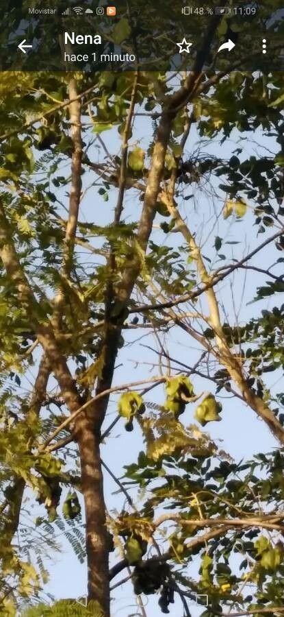 Peltogyne purpurea fruit