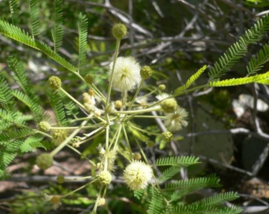 Acacia berlandieri flower