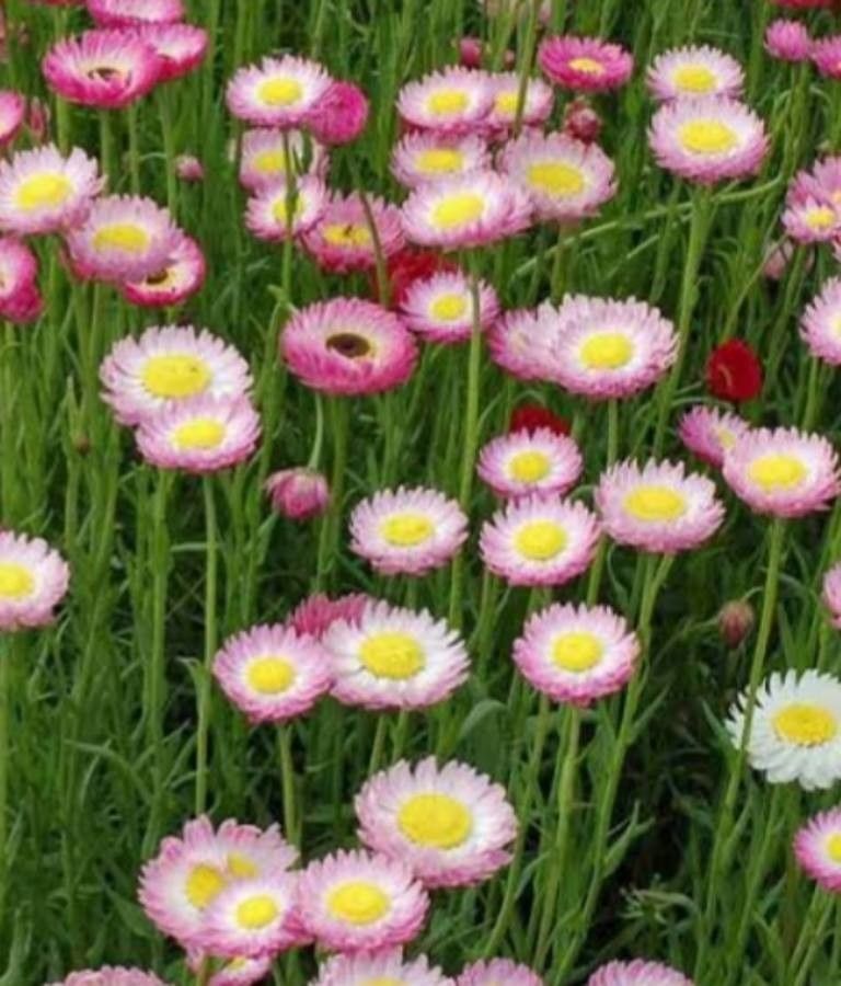 Rhodanthe chlorocephala flower