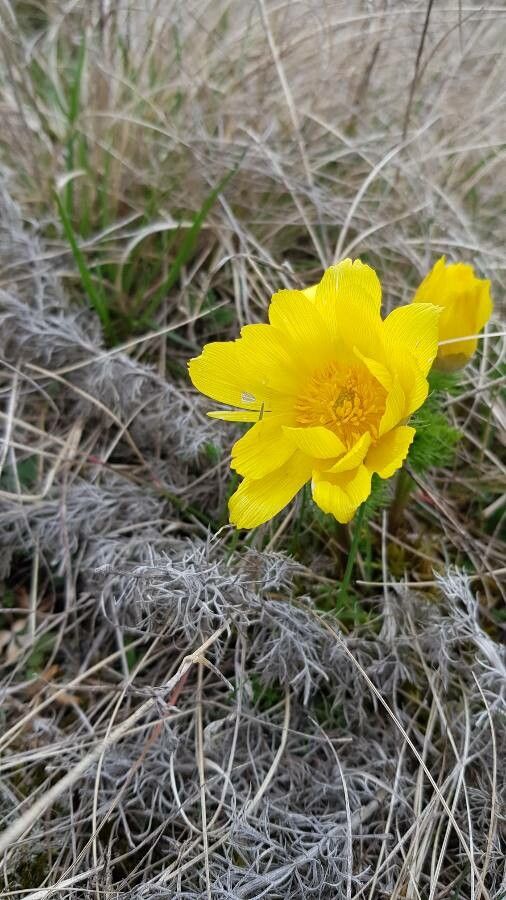 Adonis vernalis flower