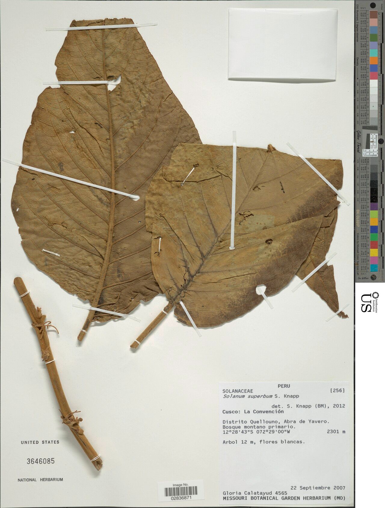 Solanum superbum — houseplant care guide