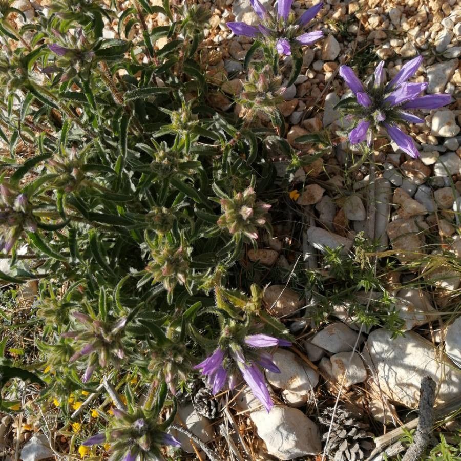 Penstemon heterodoxus leaf