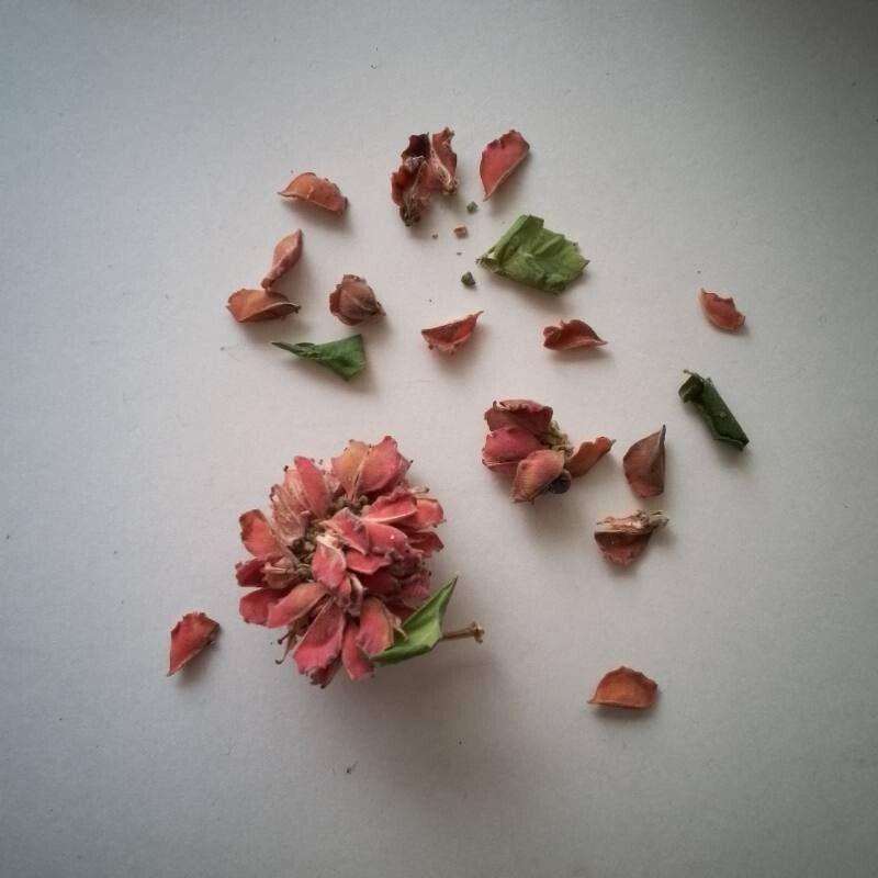 Serjania paniculata — houseplant care guide