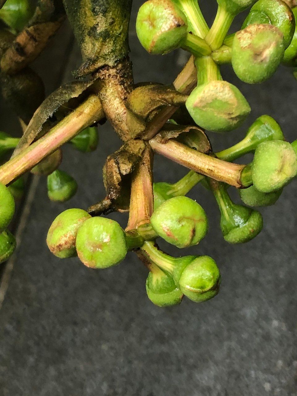 Schefflera pueckleri cv. 'Variegata' fruit