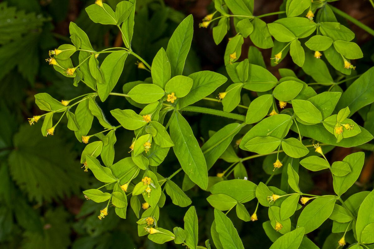 Euphorbia carniolica — houseplant care guide