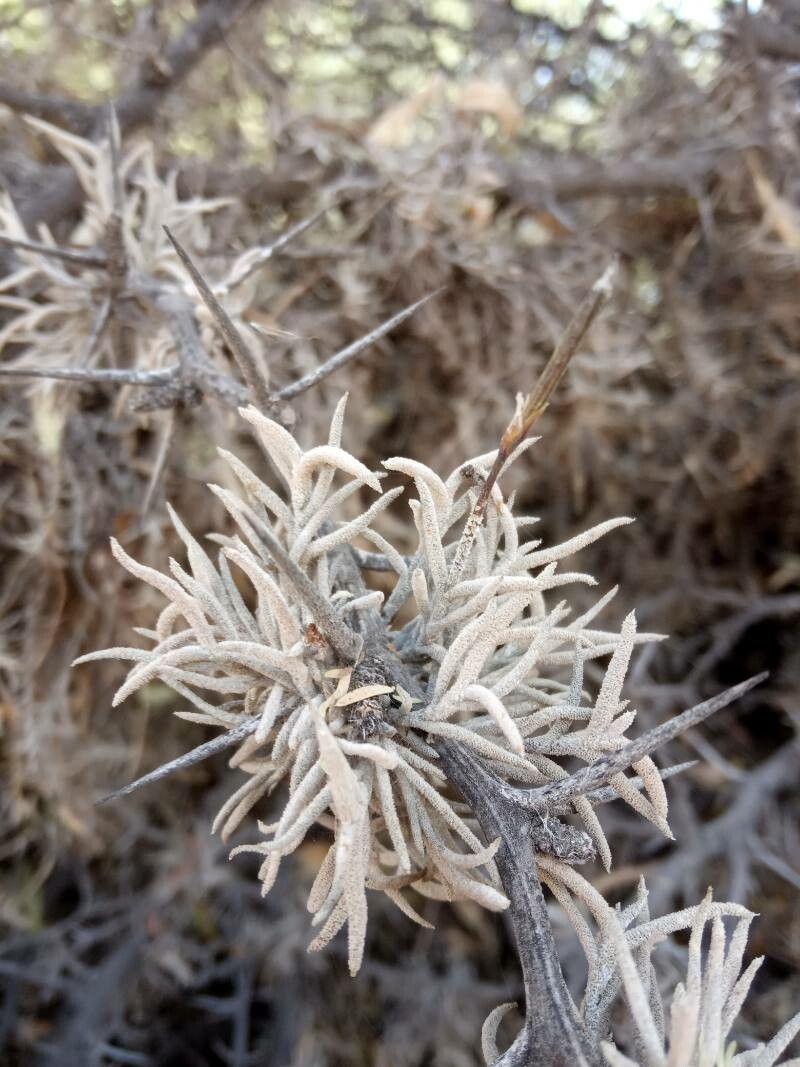 Tillandsia capillaris — search result for 'Peru to Bolivia'
