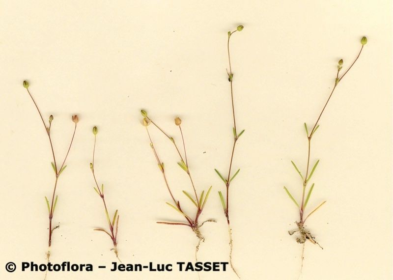 Sagina maritima habit