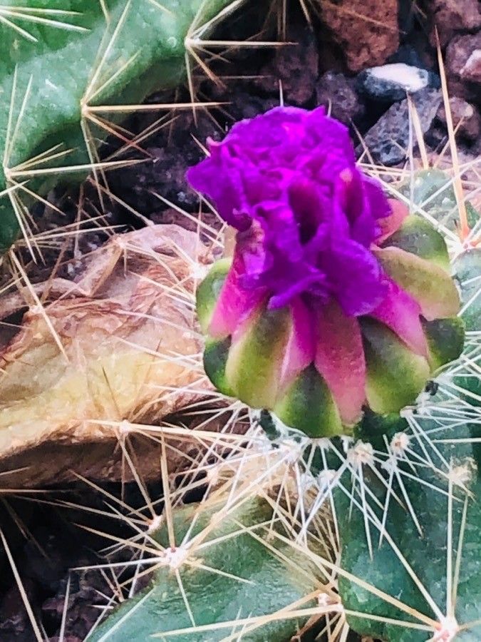 Echinocereus cinerascens flower