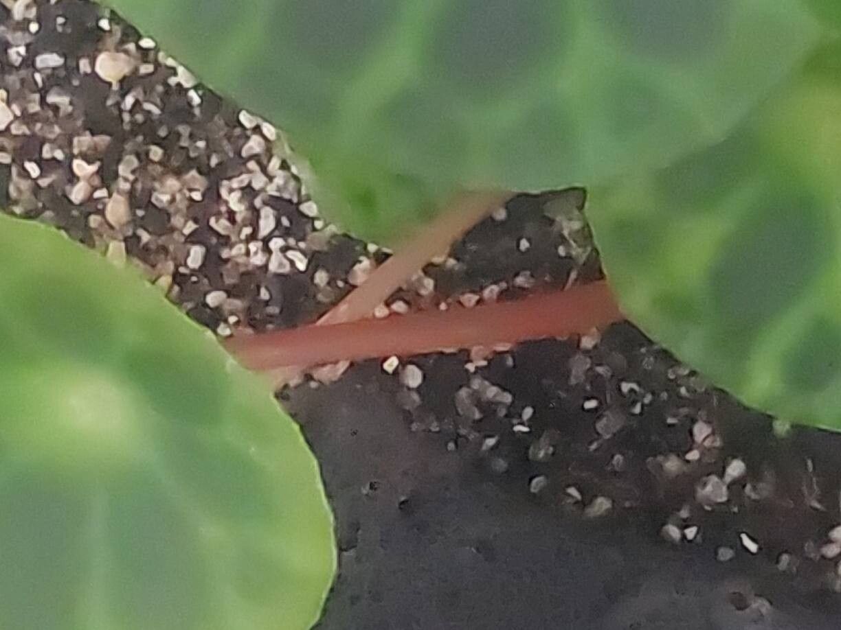 Begonia kingiana bark